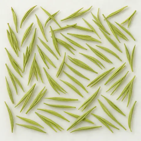 安吉白茶