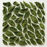 Peppermint