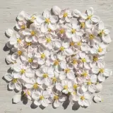 リンゴの花茶